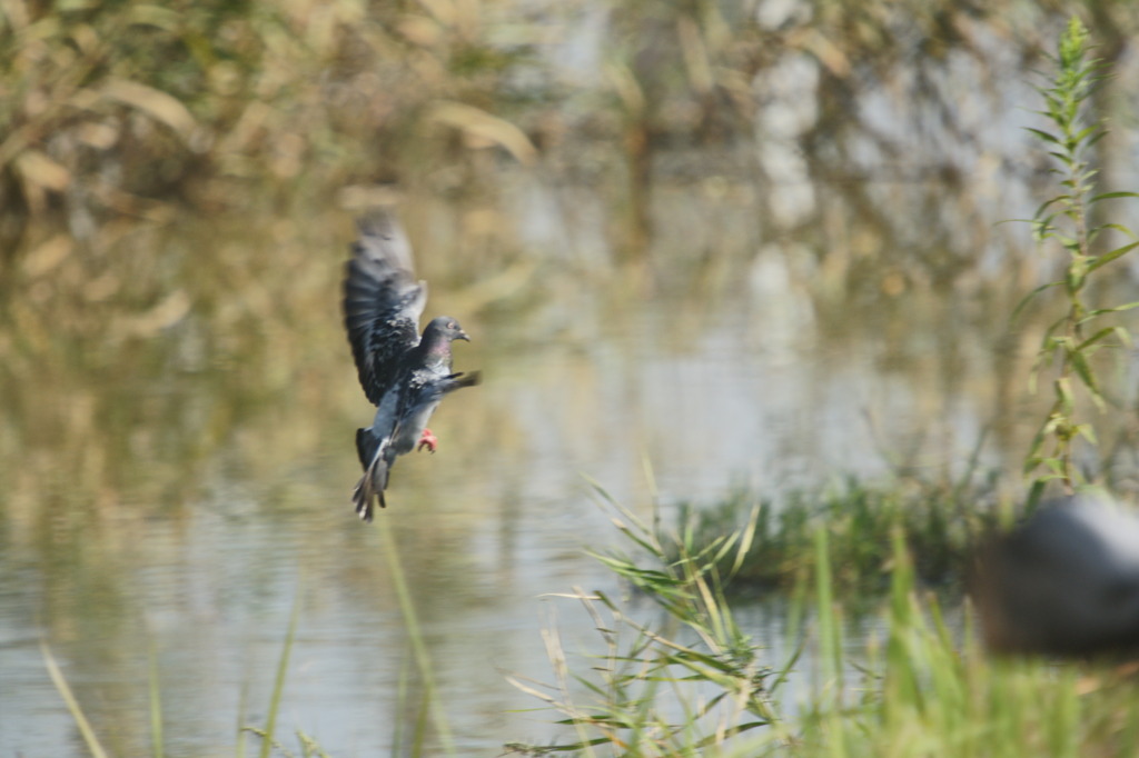 6412 川辺の鳩