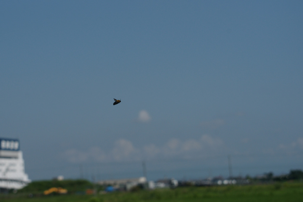 4720t 梅雨明けか1-蜂さんも期待