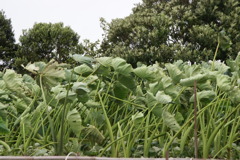 7903 まだ吹き返しの風が