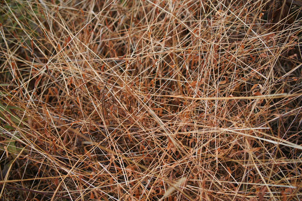 2711-M 冬の道端２