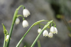 9615-M