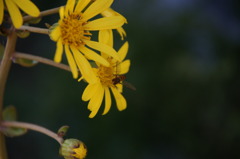 DSC01907