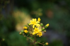 DSC00194