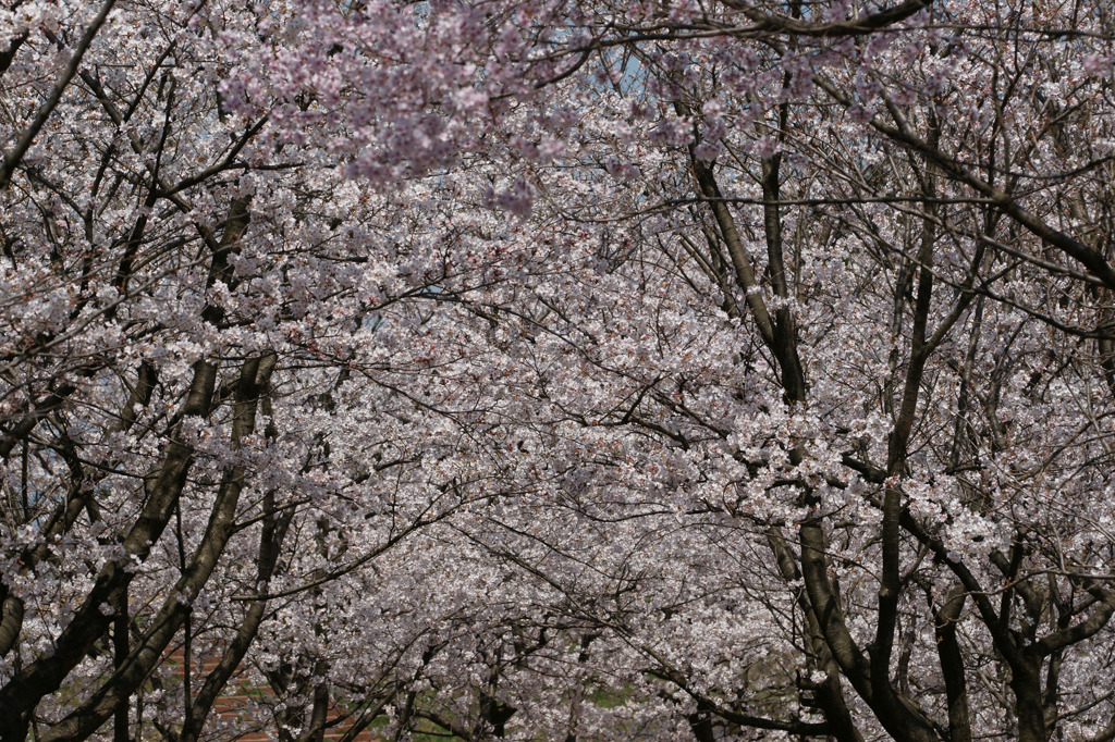 6311 富山県桜ケ池
