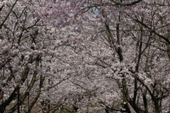 6311 富山県桜ケ池