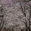 6311 富山県桜ケ池