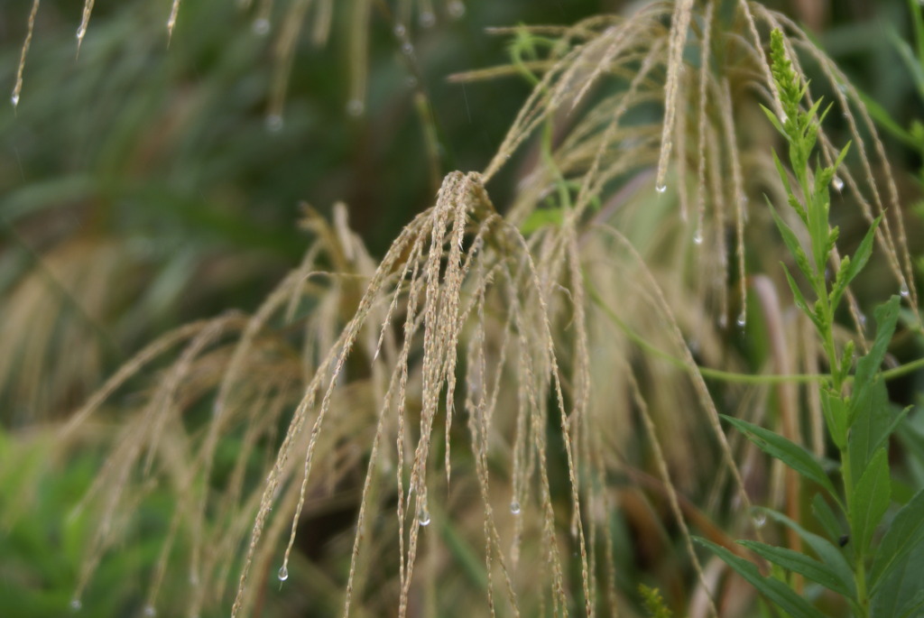 7771　秋雨