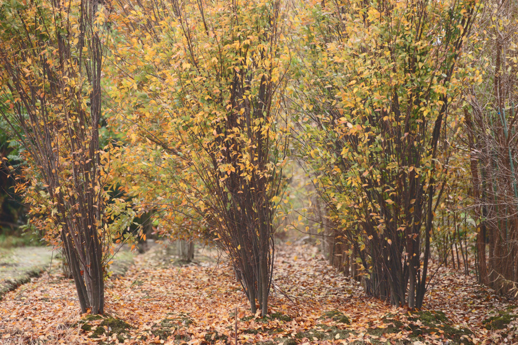 1840m 苗木畑の秋