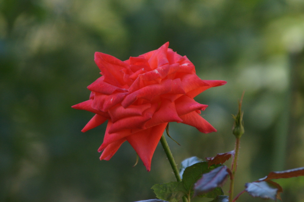 DSC00239