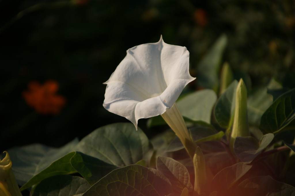 DSC01375