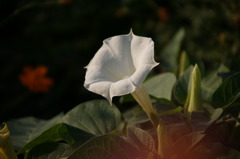 DSC01375