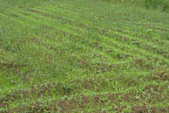 7652m 休耕畑-除草してもすぐに