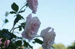 DSC04797