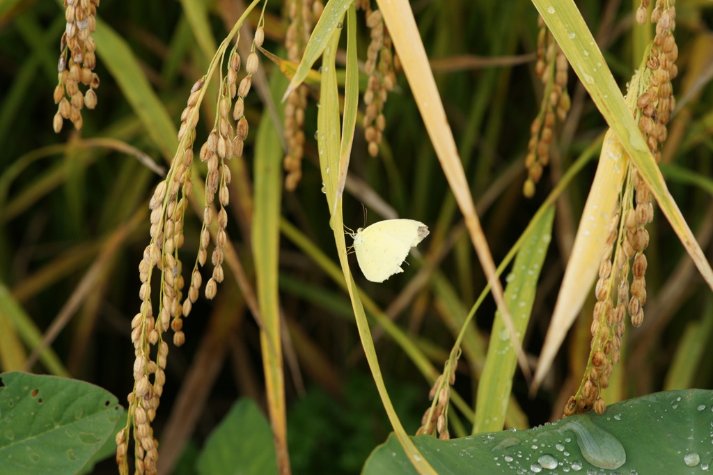 DSC00051