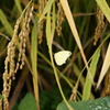 DSC00051