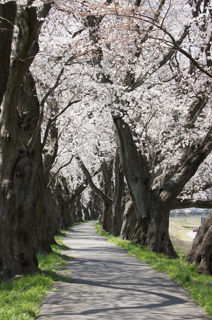 9082 足羽川桜並木