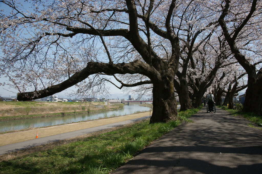 5528 足羽川桜並木