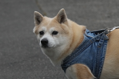 6509