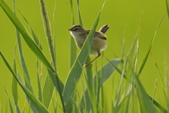 6080