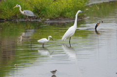 3058tm そろって朝食