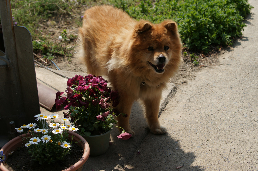 6579t さようならモンチ