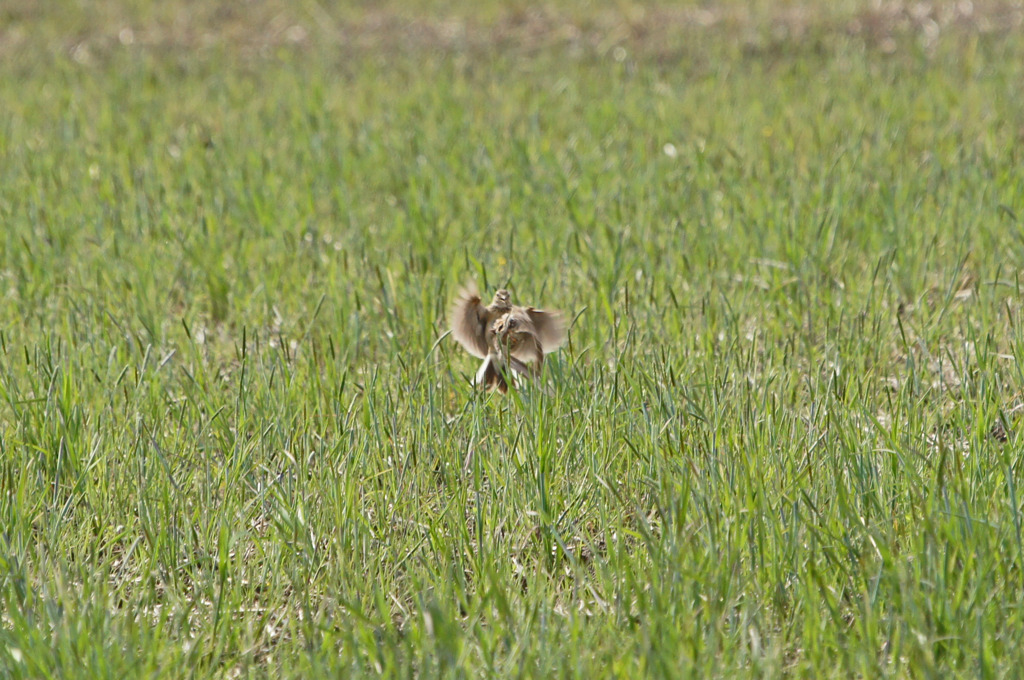 5380tm ヒバリのカップル