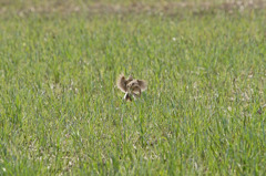 5380tm ヒバリのカップル