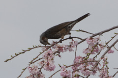 8642t 桜とヒヨドリ