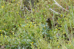 4404t かくれんぼ