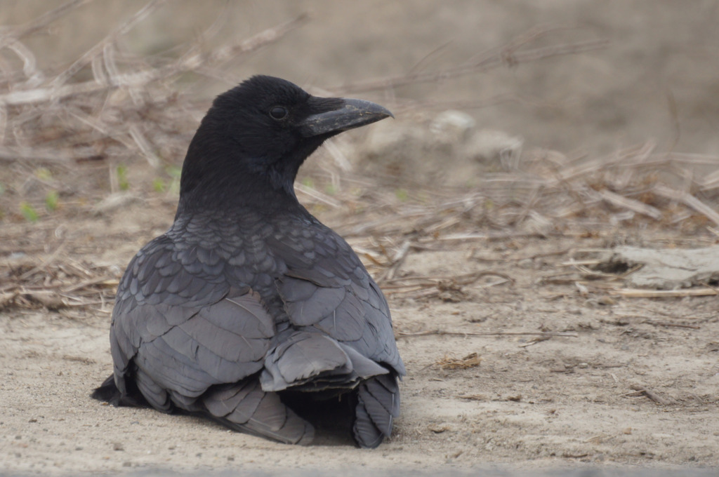 6362t 座るカラス
