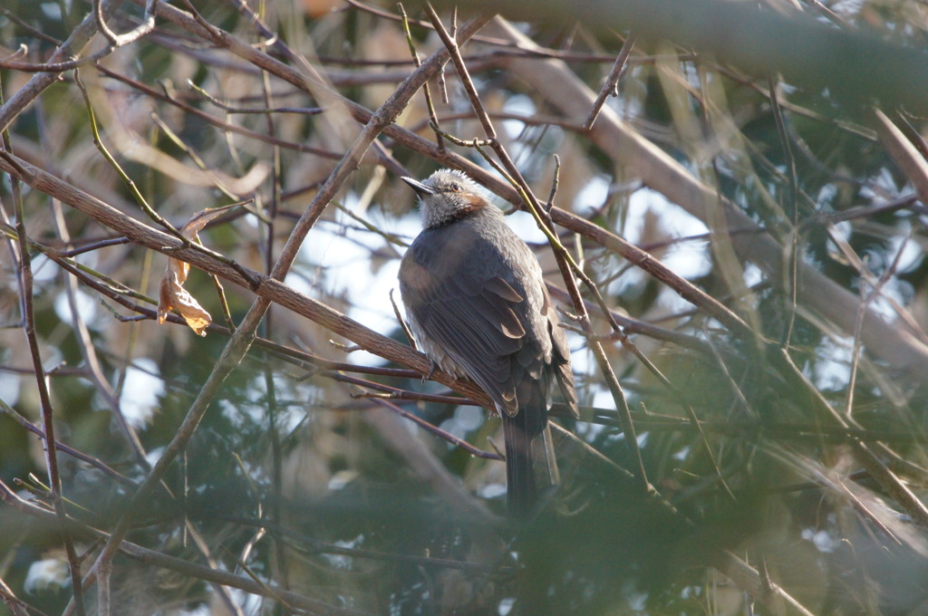4447 隠れたつもり