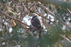 4447 隠れたつもり