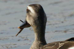 8853tm ゲット？引っかかった？