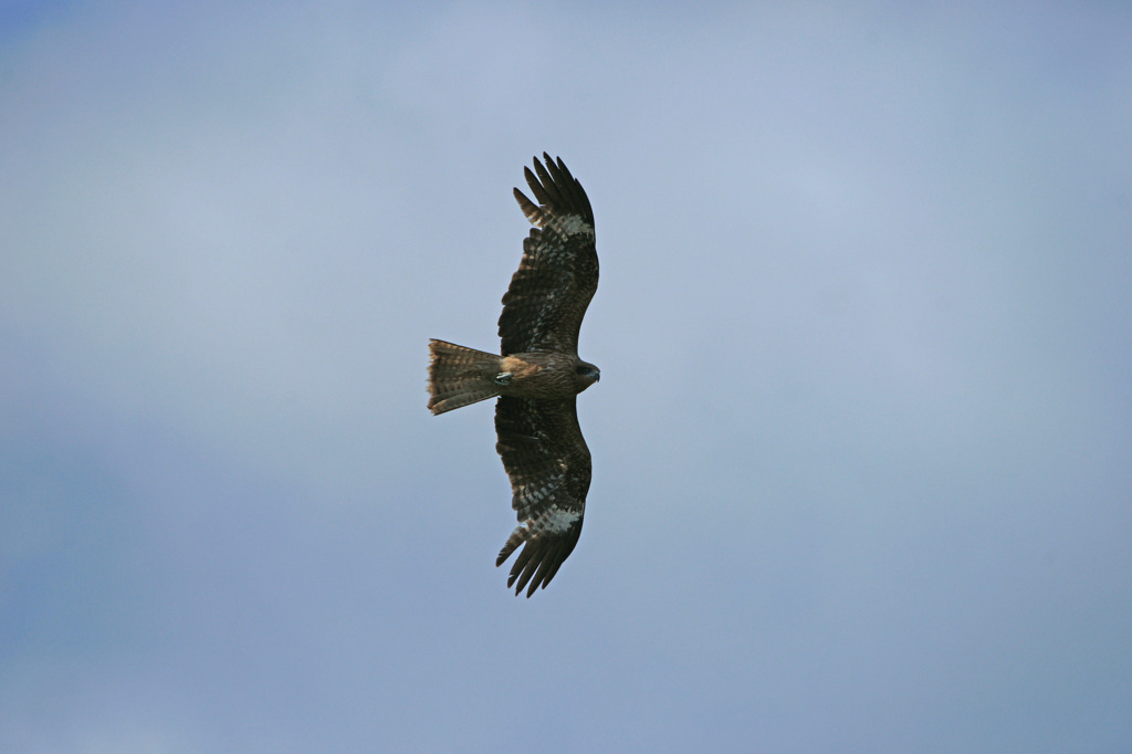 6346m 鳥羽展望台にて