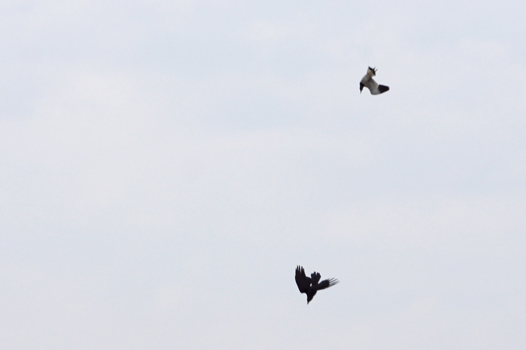 3000tm カラスを追うケリ