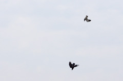 3000tm カラスを追うケリ