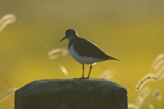 6816