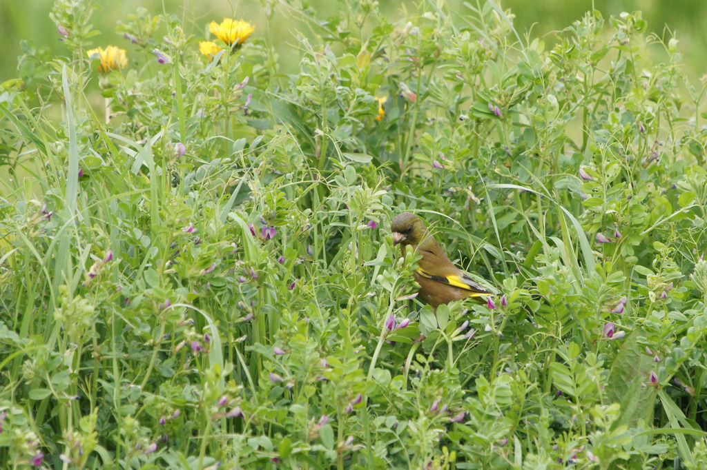 1855t カワラヒワ