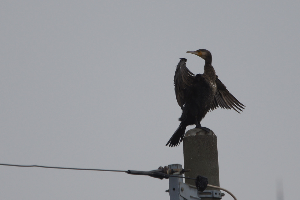 3566t ハイポーズ