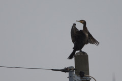 3566t ハイポーズ