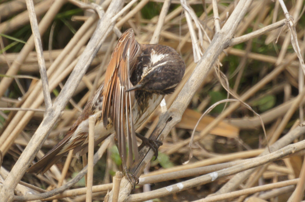 6518t 羽繕いのツグミ
