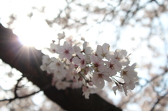 桜を見上げると・・・