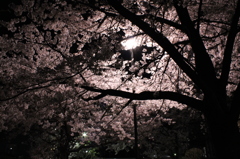 夜桜2013