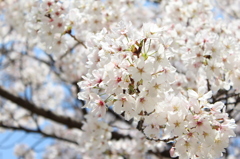 桜満開！！2013