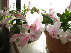 咲き乱れ①