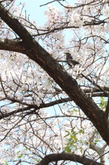 鳥さんも花見！？