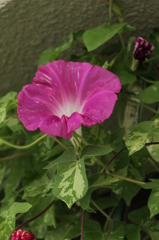 あさがお2011