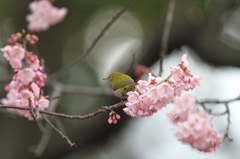 メジロと寒桜