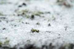 雪灯り