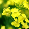 一輪の菜の花